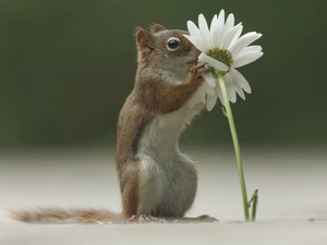 Daisy, Chipmunk, Flower