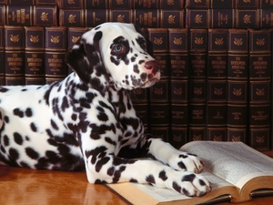 Dalmatian, Book