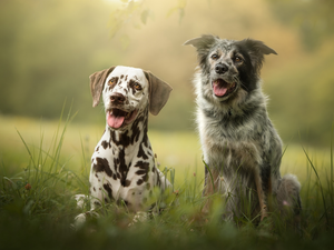 Meadow, grass, Dogs, Dalmatian, Two cars