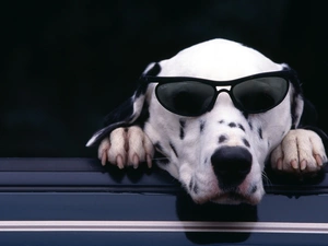 Dalmatian, Glasses