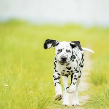Puppy, Meadow, grass, Dalmatian