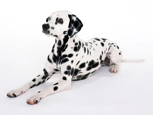 Dalmatian