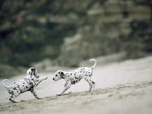 play, little doggies, Dalmatians