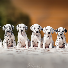 Dalmatians, Dogs, puppies