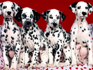 Dalmatians, Sofa