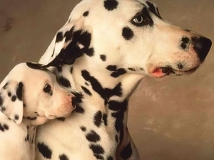 Dalmatians