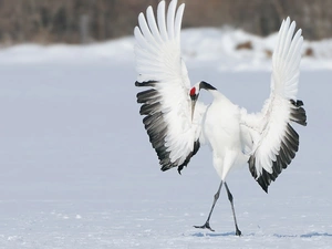 Red-crowned Crane, dance