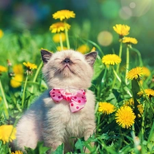 Flowers, dandelion, Loop, Meadow, kitten