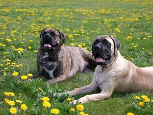 dandelions, Two cars, Bullmastiff, lying, Amstaff, grass, Meadow, Dogs