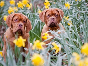 Two cars, Great Danes de Bordeaux