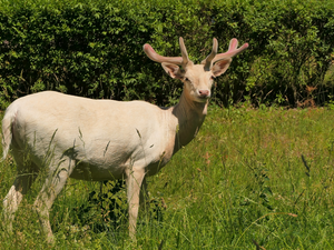 Daniel, White, deer