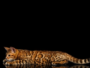 Bengal Cat, spotted, Dark Background, ginger