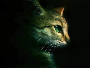 darkness, cat, ##