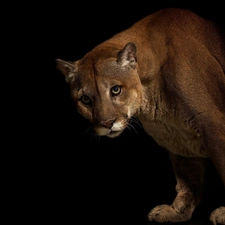 cougar, darkness