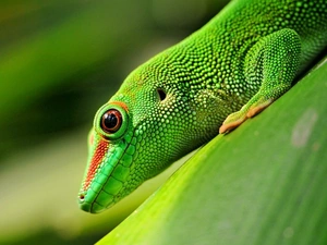 Green, gecko, Madagascar Day Gecko, lizard