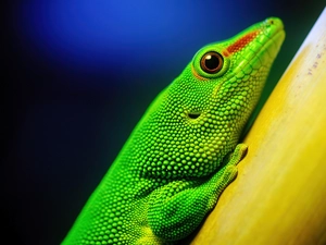 Green, gecko, Madagascar Day Gecko, lizard