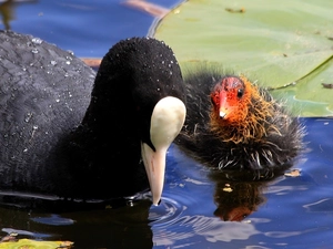 coot, chick, water, DBZ
