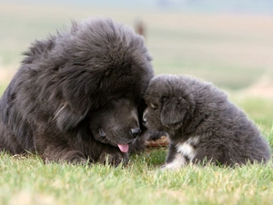 Puppy, mom, Meadow, DBZ