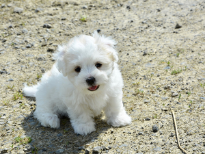 White, Puppy, Coton de Tulear, dog
