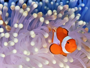 Fish, water, Clown, dearly