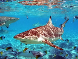 deep, Sharks, fish
