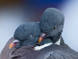 Ringdove, Two cars, Deep