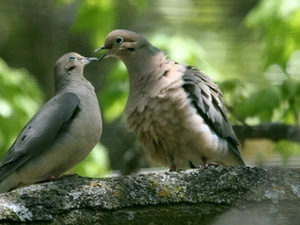 Stone, Two cars, Deep