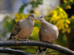 twig, Two cars, Deep