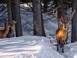 forest, light breaking through sky, deer, winter, deer