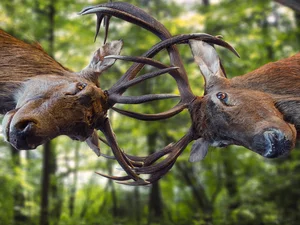 fighting, horns, forest, Deer