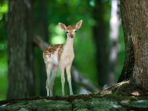 forest, The young, deer
