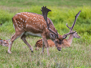 Deer, grass