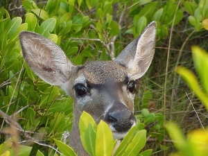 deer, VEGETATION