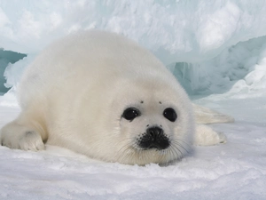 snow, White, smoll degree