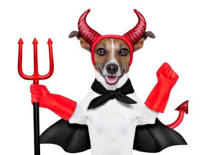 Jack Russell Terrier, demon, Funny, disguise