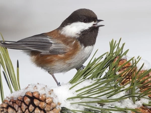 singing, Snowy, cones, depots