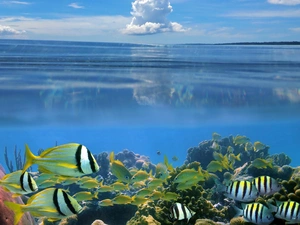 sea, fish, Sky, Depths