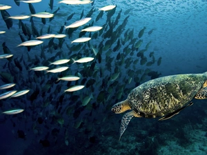 fish, depths, water, shoal, turtle