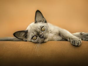 honeyed, Devon Rex, Sofa, kitten