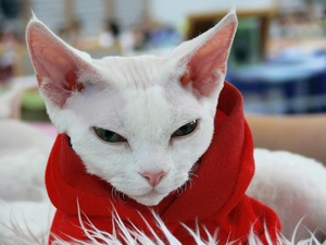 Devon Rex, Scarf