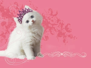 Diadem, cat, Princess