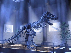 dinosaur, exhibition, skeleton