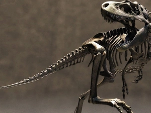dinosaur, skeleton