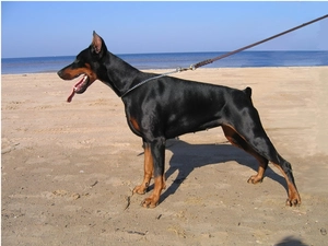 Doberman, Beaches