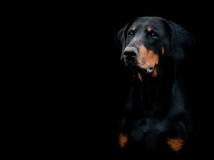 dog, Black, background, Doberman