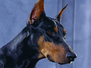Doberman, mouth