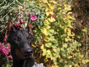 Doberman