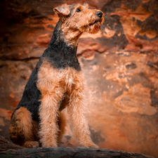 Airedale Terrier, sitter, dog