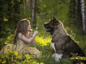 forest, dog, American akita, girl