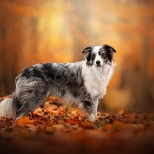 Australian Shepherd, Leaf, dog